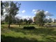 - ‘Oky Doky’, Tabbita NSW 2652