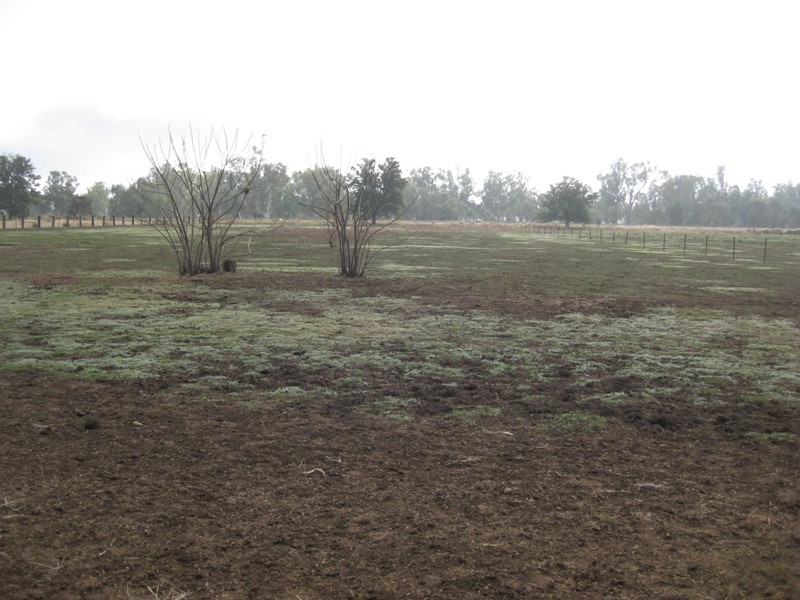 71-81 Talibah Street, Gunnedah NSW 2380