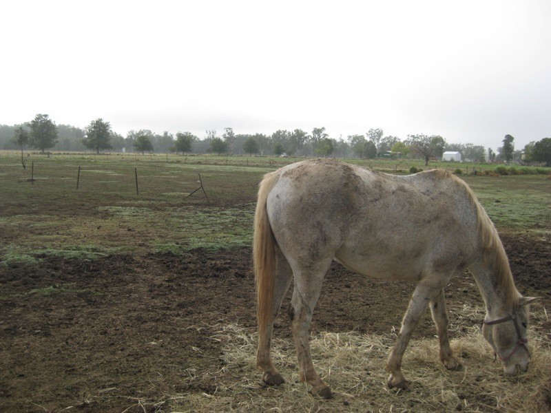 71-81 Talibah Street, Gunnedah NSW 2380