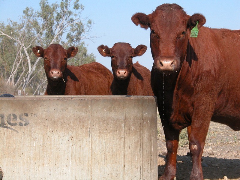 Marriot Pk Kamilaroi Highway, Gunnedah NSW 2380