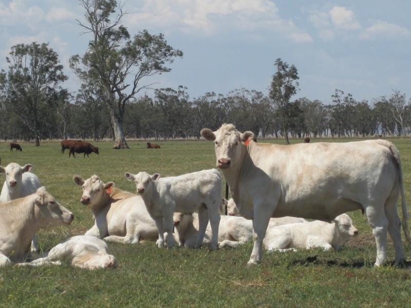 Marriot Pk Kamilaroi Highway, Gunnedah NSW 2380