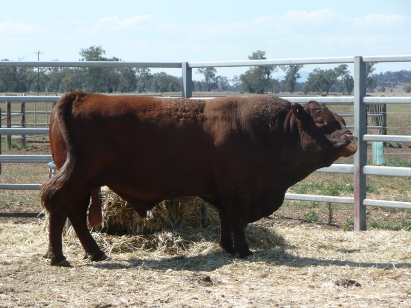 Marriot Pk Kamilaroi Highway, Gunnedah NSW 2380