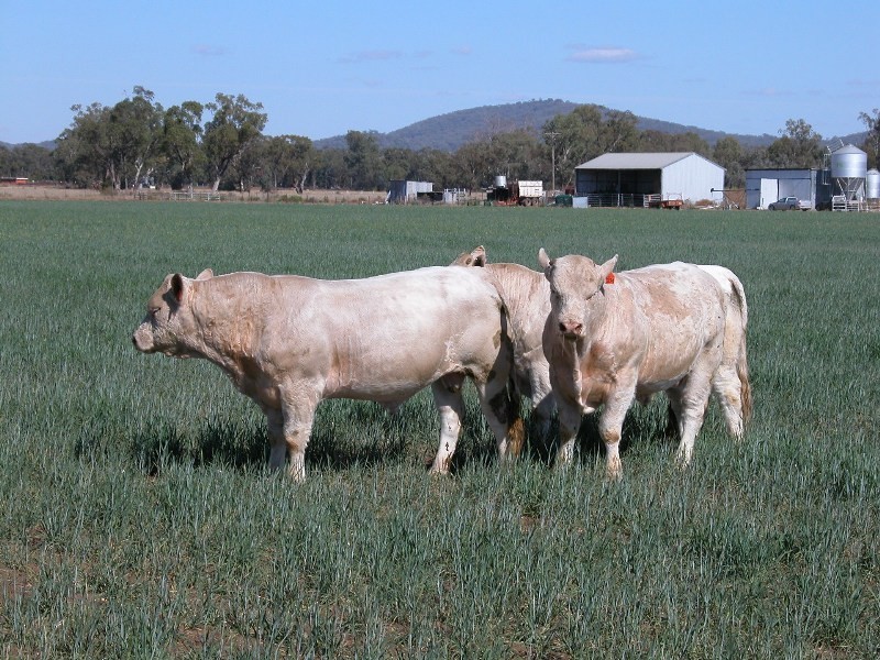 Marriot Pk Kamilaroi Highway, Gunnedah NSW 2380