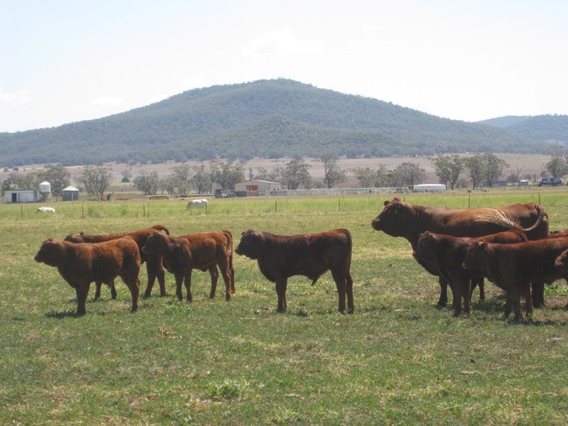 Marriot Pk Kamilaroi Highway, Gunnedah NSW 2380