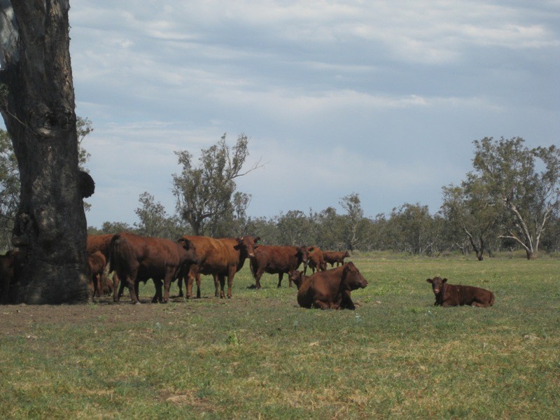 Marriot Pk Kamilaroi Highway, Gunnedah NSW 2380