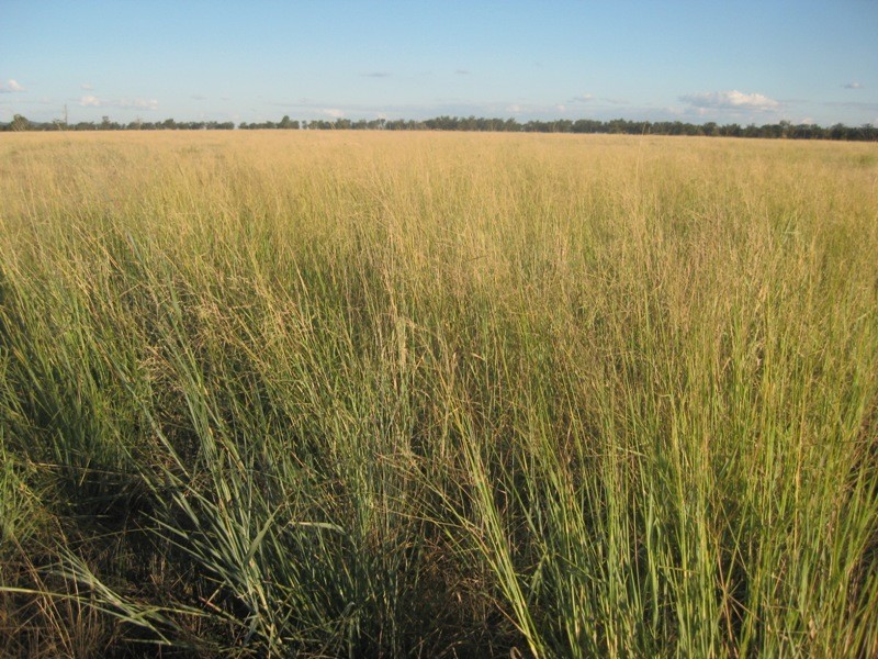 1585 Wean Road, Gunnedah NSW 2380