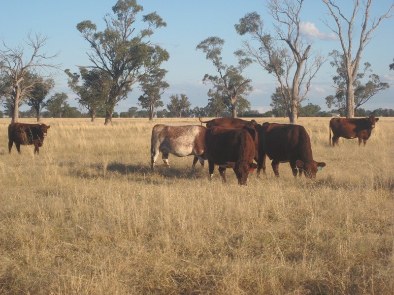 1585 Wean Road, Gunnedah NSW 2380