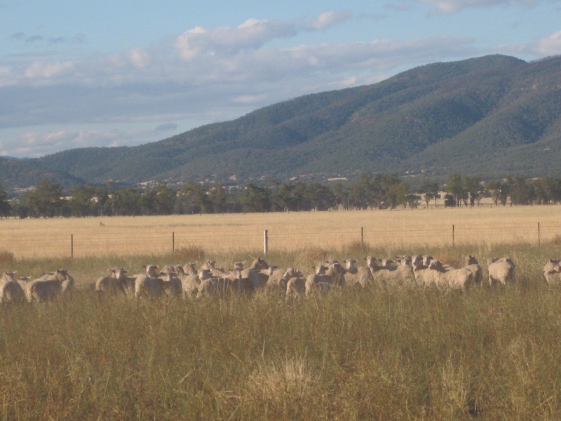 1585 Wean Road, Gunnedah NSW 2380