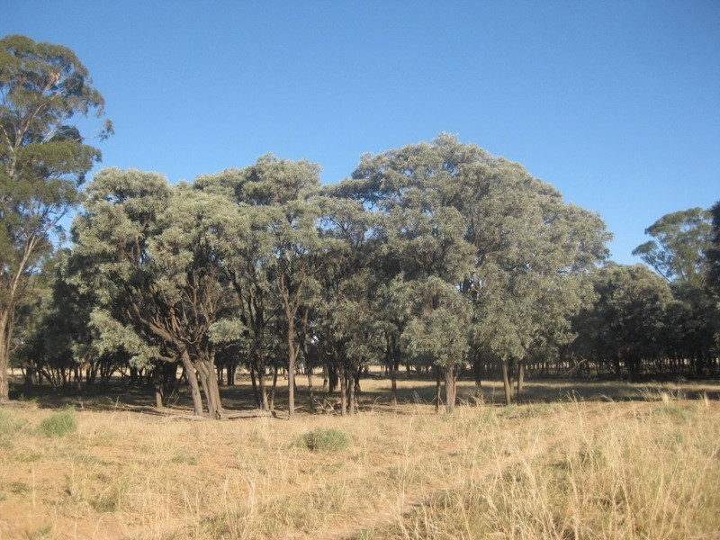 1585 Wean Road, Gunnedah NSW 2380