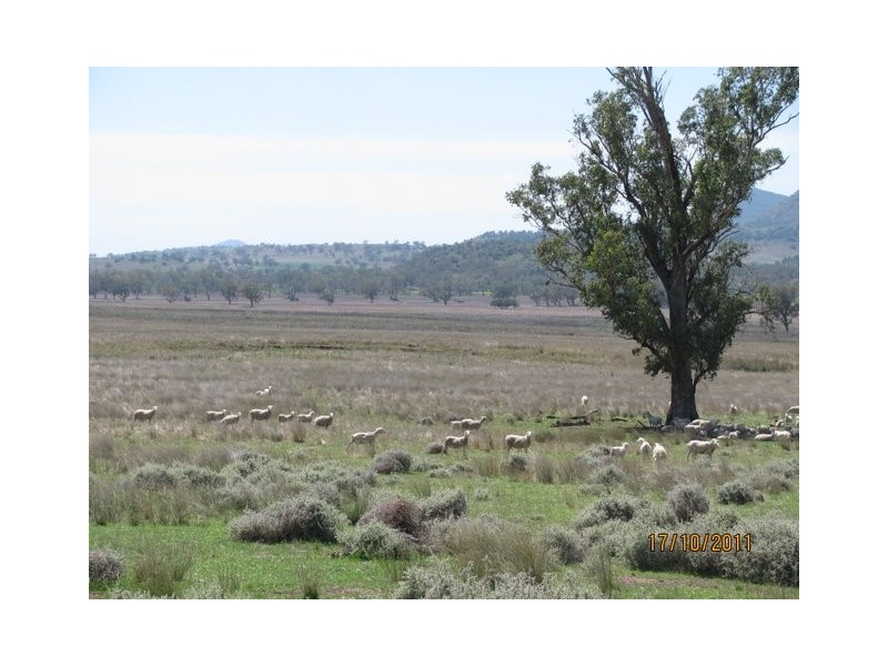 * “Glen Bulga”, Mullaley NSW 2379