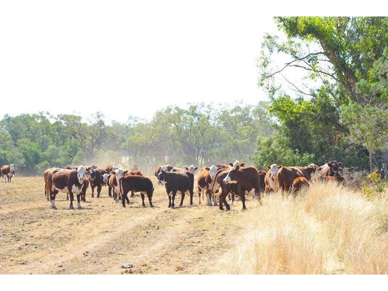 269 Wilga View Lane, Boggabri NSW 2382