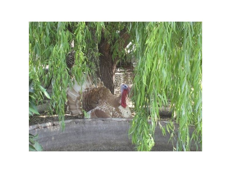 34 Kamilaroi Road, Gunnedah NSW 2380