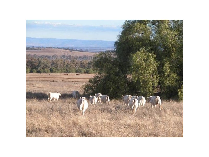 ” Tullah Brae”, Curlewis NSW 2381