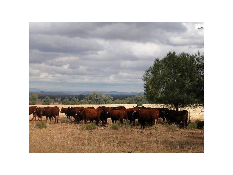 ” Tullah Brae”, Curlewis NSW 2381