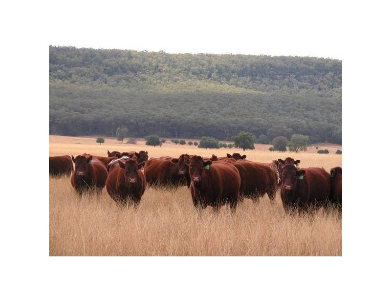 ” Tullah Brae”, Curlewis NSW 2381