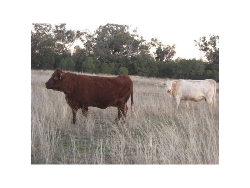 ” Tullah Brae”, Curlewis NSW 2381