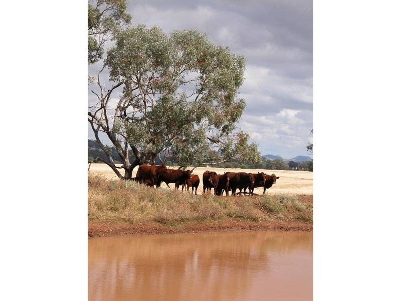 ” Tullah Brae”, Curlewis NSW 2381