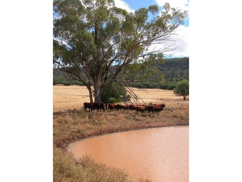 ” Tullah Brae”, Curlewis NSW 2381