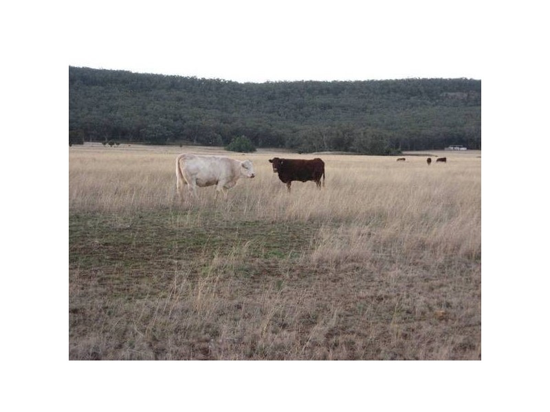 ” Tullah Brae”, Curlewis NSW 2381