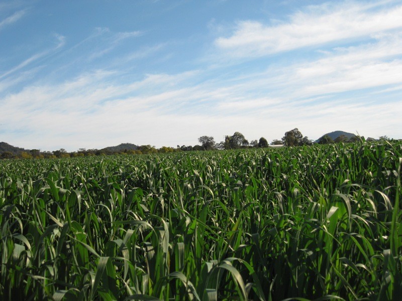 216 Blackjack Road, Gunnedah NSW 2380