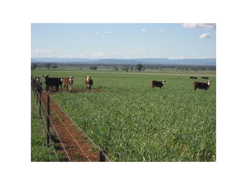 ” Barrabinda” Quia Road, Gunnedah NSW 2380