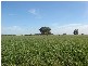 ” Barrabinda” Quia Road, Gunnedah NSW 2380