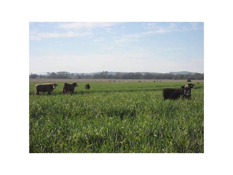 ” Barrabinda” Quia Road, Gunnedah NSW 2380