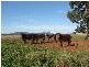 ” Barrabinda” Quia Road, Gunnedah NSW 2380