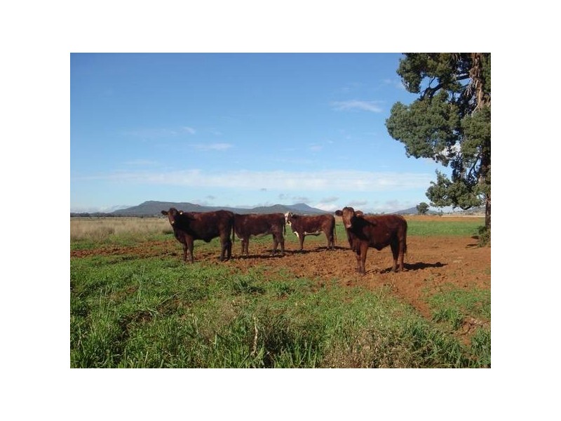 ” Barrabinda” Quia Road, Gunnedah NSW 2380
