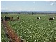 686 Quia Road, Gunnedah NSW 2380