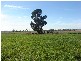 686 Quia Road, Gunnedah NSW 2380