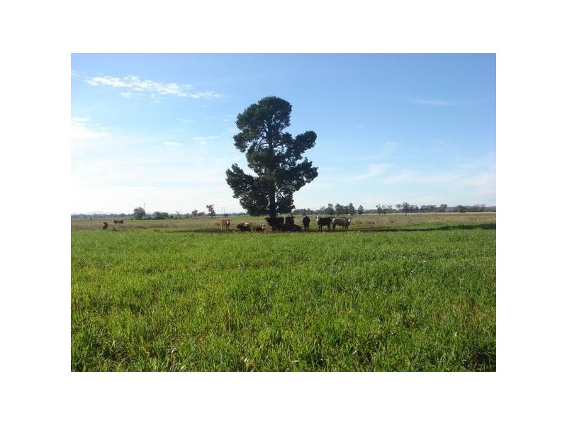 686 Quia Road, Gunnedah NSW 2380