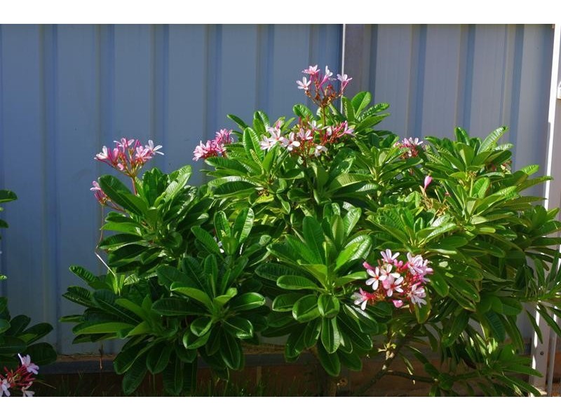 3 Tattler Route, Nickol WA 6714