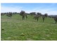 Black Springs NSW 2787
