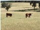 Burraga NSW 2795