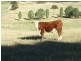 Burraga NSW 2795