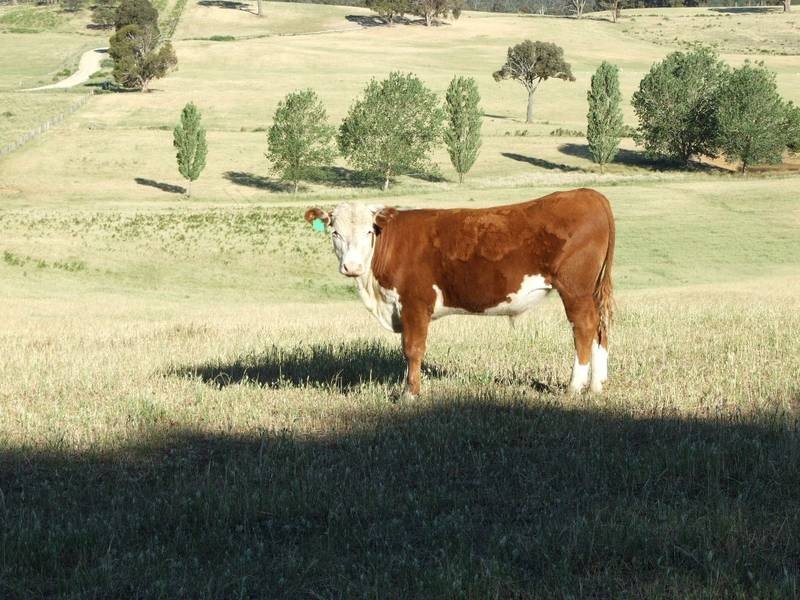 Burraga NSW 2795