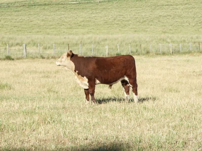 Burraga NSW 2795