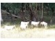 Oberon NSW 2787