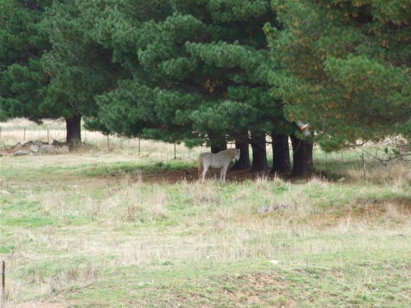 Oberon NSW 2787