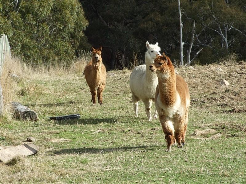 Oberon NSW 2787