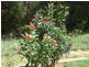 Hampton NSW 2790