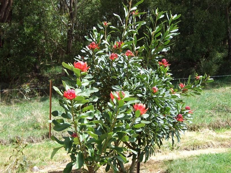 Hampton NSW 2790