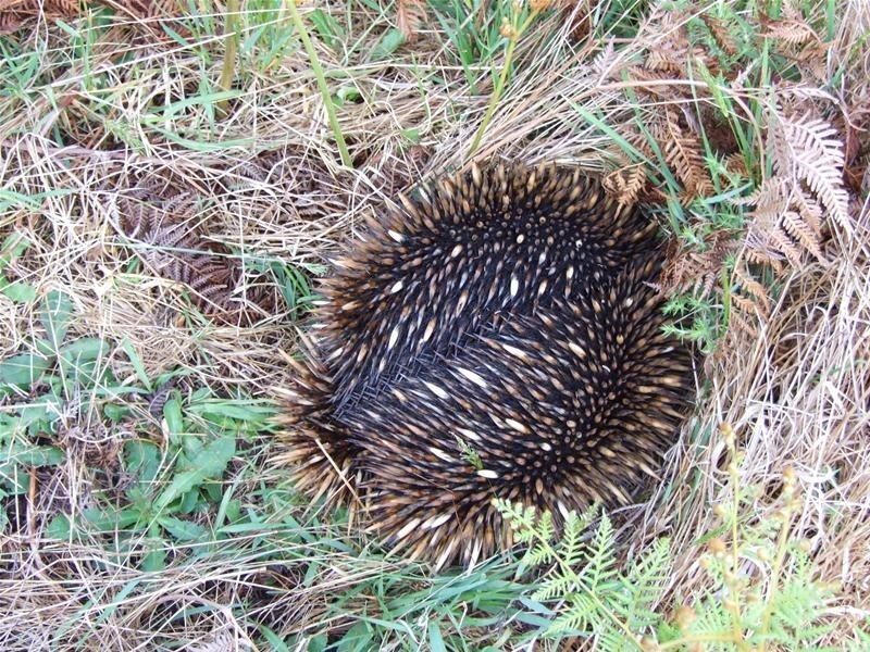 Oberon NSW 2787