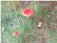 Oberon NSW 2787
