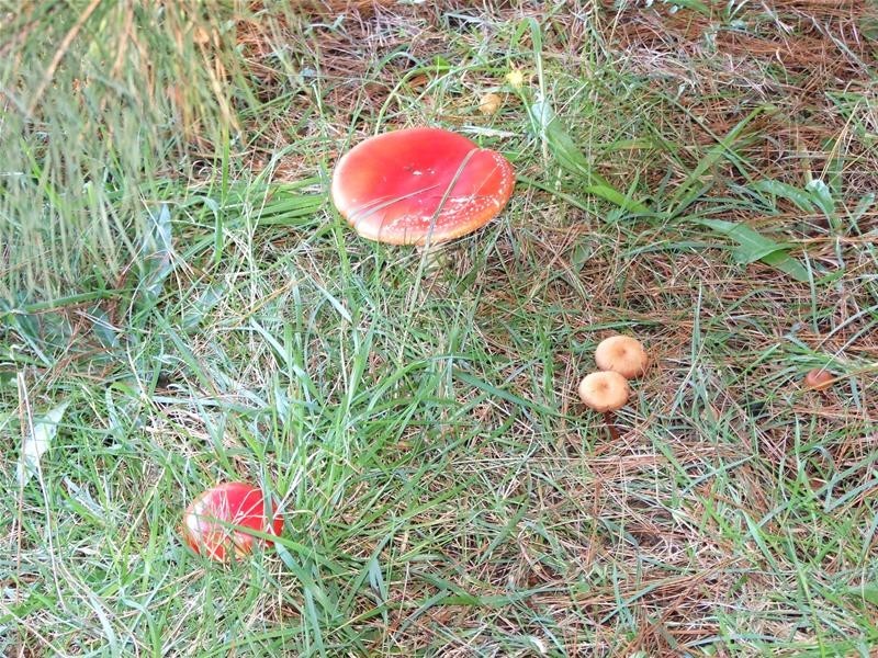 Oberon NSW 2787