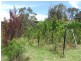 O’connell NSW 2795