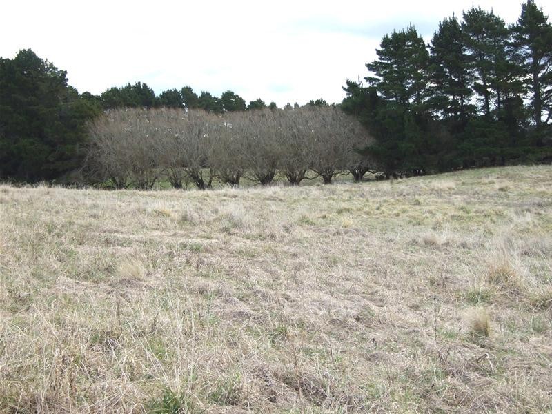 Black Springs NSW 2787