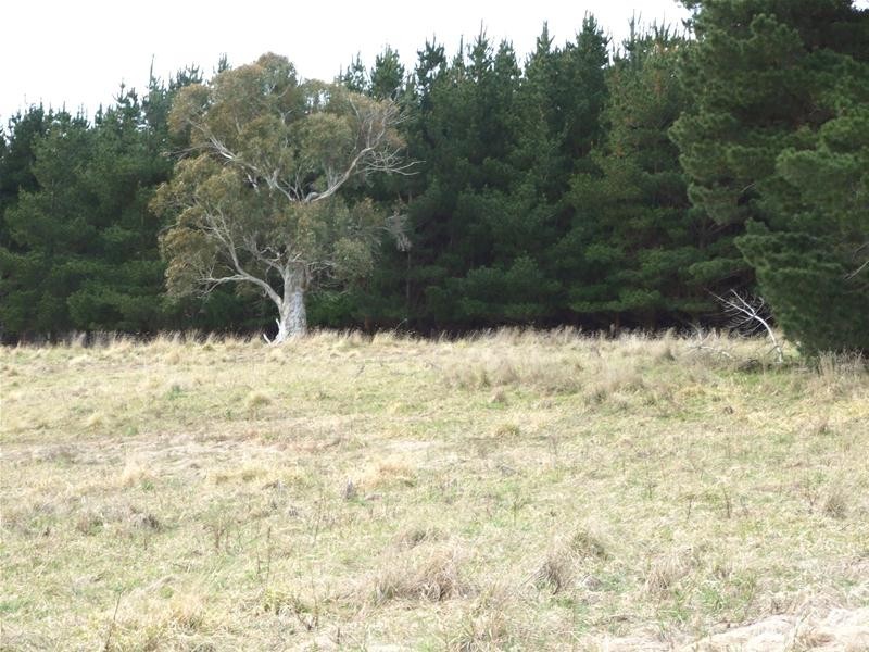 Black Springs NSW 2787