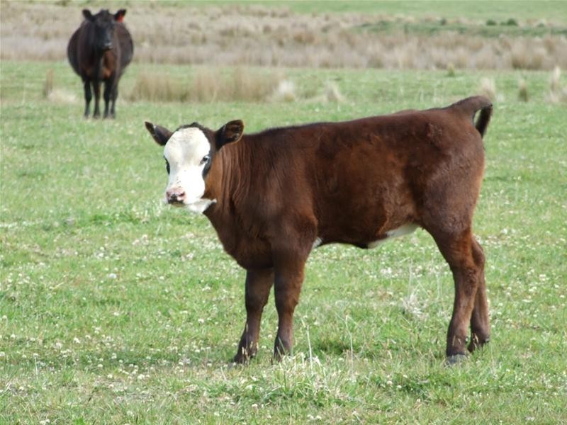 23 Sheepstation Forest Road, Gingkin NSW 2787